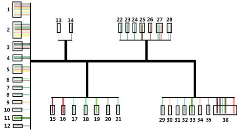 OORacing - performance monkey bike, pit bike, madass, zoomer, dirt bike